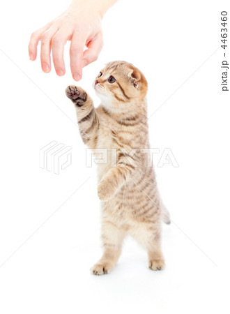 Striped Scottish kitten fold pure breed standing isolated Striped Scottish kitten fold pure breed standing isolated 4463460