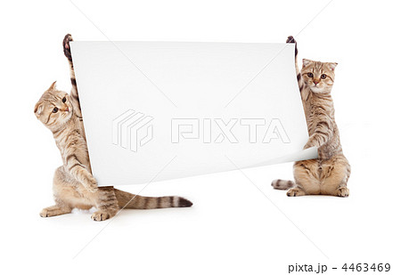 two kittens isolated with placard or banner 4463469