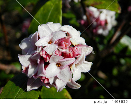 ジンチョウゲ(沈丁花) ジンチョウゲ(沈丁花) 4463636