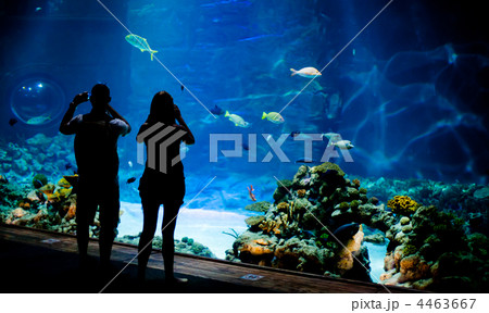 Real underwater background with fishes shoal 4463667