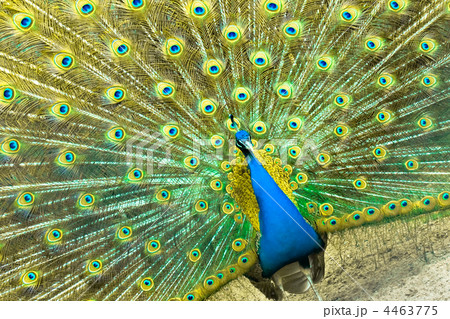 Peacock 4463775