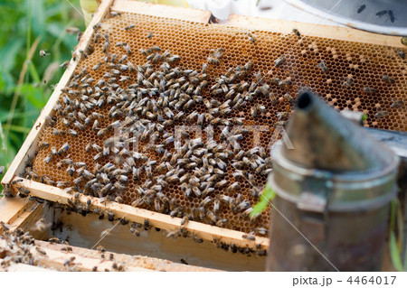 Old comb in opened hive and bees Old comb in opened hive and bees 4464017