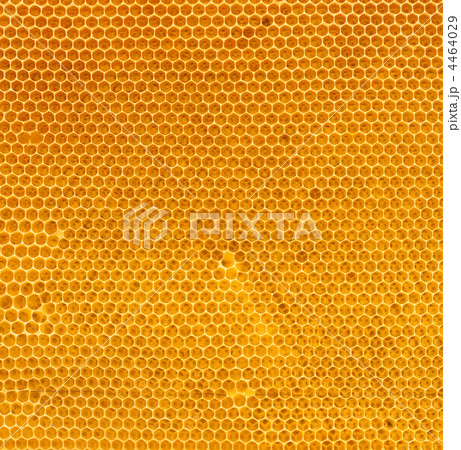 fresh honey in comb fresh honey in comb 4464029