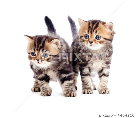 two kitten pure breed striped british isolated 4464310