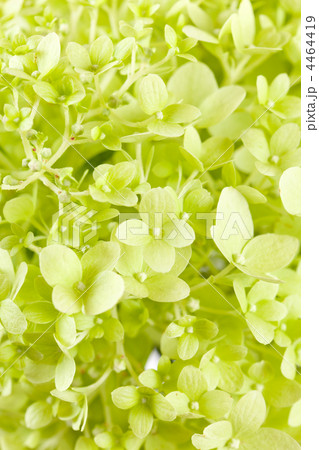 beautiful hydrangea beautiful hydrangea 4464419