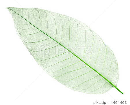 dried green leaf isolated on white dried green leaf isolated on white 4464468