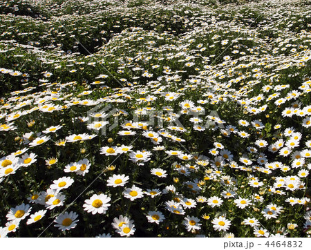 パルドサムの花壇 4464832