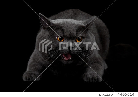 Aggressive black cat in dark room 4465014