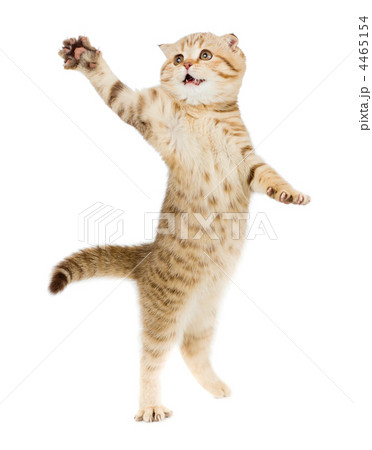 jumping kitten or cat striped Scottish fold isolated studio sho jumping kitten or cat striped Scottish fold isolated studio sho 4465154