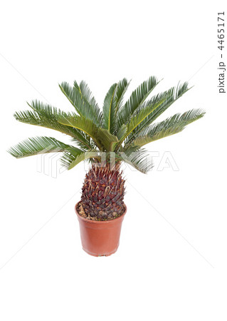 palm in the pot 4465171