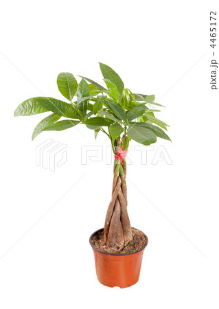 braided pachira isolated over a white background 4465172