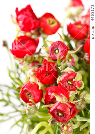 red Ranunculus 4465173