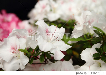 アザレア 4465509