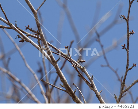 日本一 遅く咲く釧路の桜 4465523