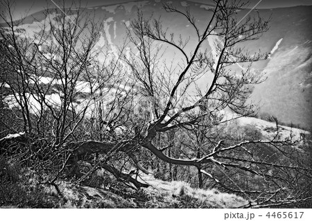 Carpathian Mountains 4465617