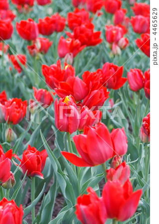beautiful tulips beautiful tulips 4465629