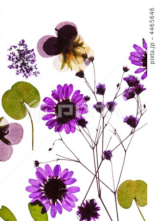 summer flowers 4465646