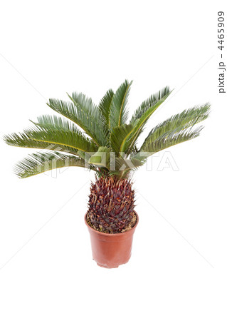 palm in the pot 4465909