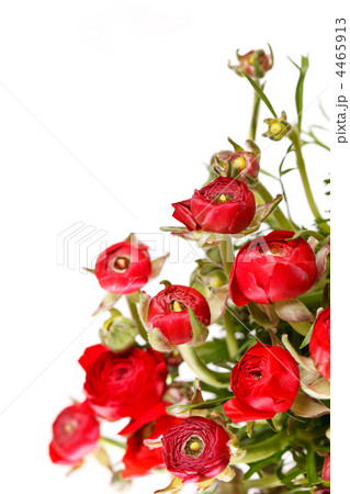 red Ranunculus 4465913