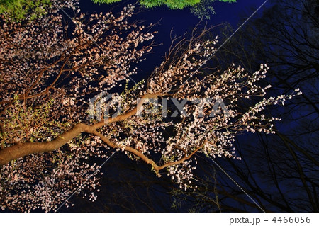 駒込・六義園　庭園夜桜ライトアップ 4466056