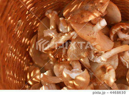 basket with eatable mushrooms basket with eatable mushrooms 4468630
