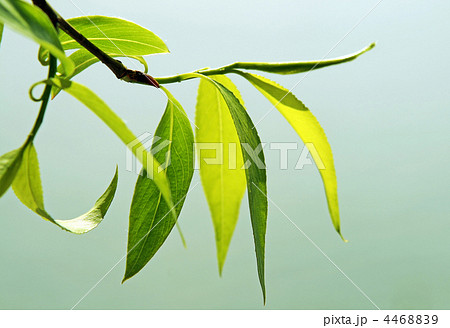 close up of fresh green foliage close up of fresh green foliage 4468839