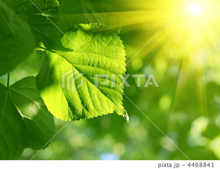 closeup of green leaf and sun beams 4468841
