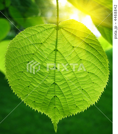green leaf and sunlight 4468842
