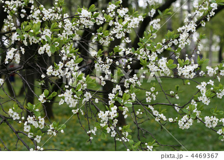 blossoming tree 4469367