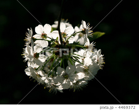 branch of blossoming tree branch of blossoming tree 4469372