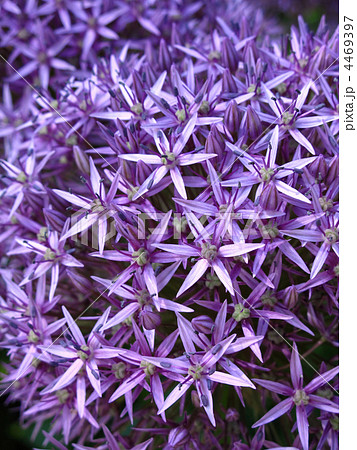 blossoming purple allium background blossoming purple allium background 4469397