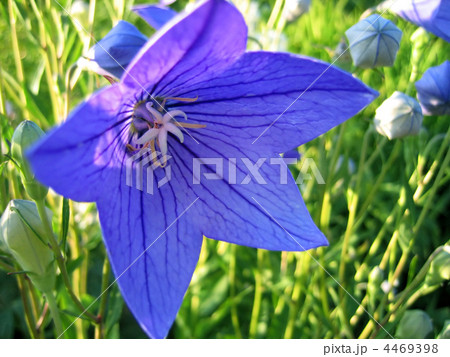 closeup of beautiful blue flower 4469398