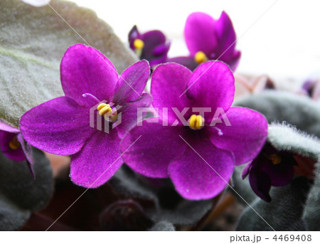 violet flowers 4469408