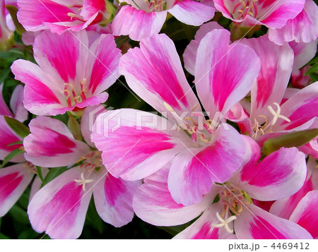 godetia flowers 4469412