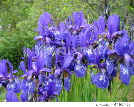 iris flowers 4469418