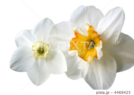 flowers of daffodils (narcissus) flowers of daffodils (narcissus) 4469425