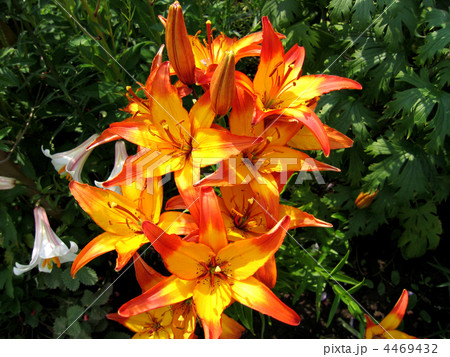 yellow and red lilies 4469432