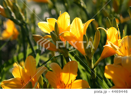 beautiful yellow flowers 4469446