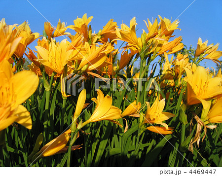 beautiful yellow flowers beautiful yellow flowers 4469447