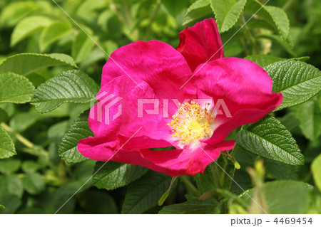 beautiful dog rose beautiful dog rose 4469454