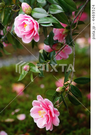 椿の花 椿の花 4469524