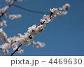 4469630