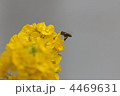 4469631