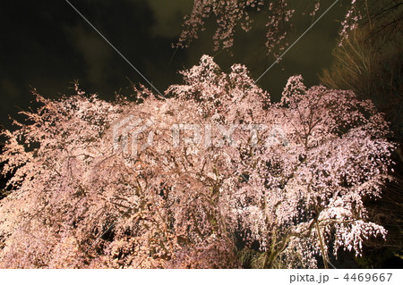 駒込・六義園　庭園枝垂れ桜ライトアップ 4469667