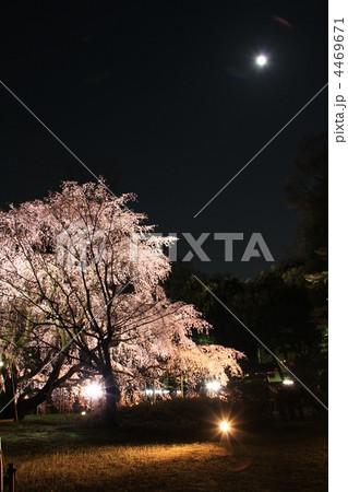 駒込・六義園 庭園枝垂れ桜ライトアップと月 駒込・六義園 庭園枝垂れ桜ライトアップと月 4469671
