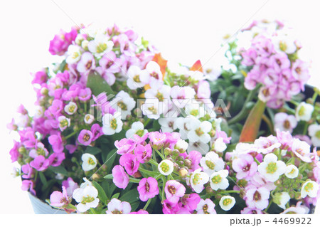 アリッサム 4469922