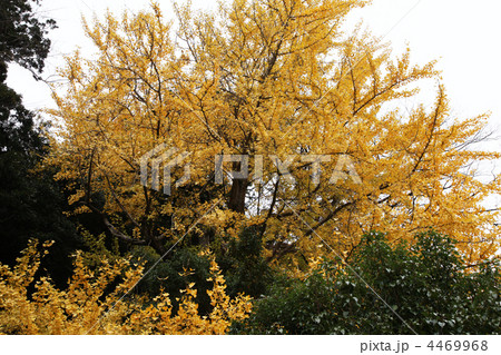 イチョウ イチョウの葉 イチョウ科 イチョウの木 木 イチョウ イチョウの葉 イチョウ科 イチョウの木 木 4469968