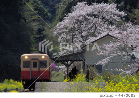 桜の月崎駅 4470085