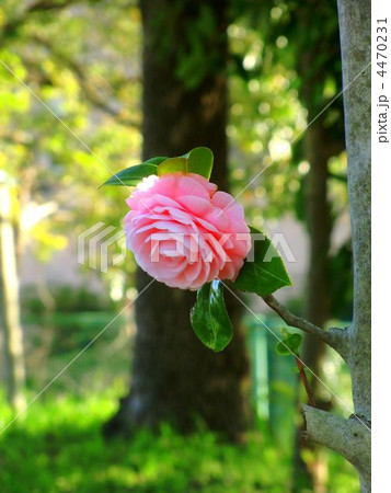 かわいい椿 4470231