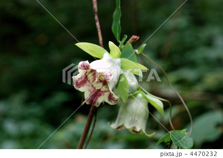 ツルニンジン 4470232